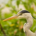 Reigers